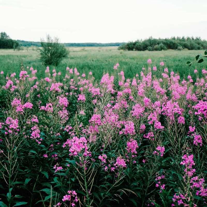 Vertical shot of pink flowers growing in the field