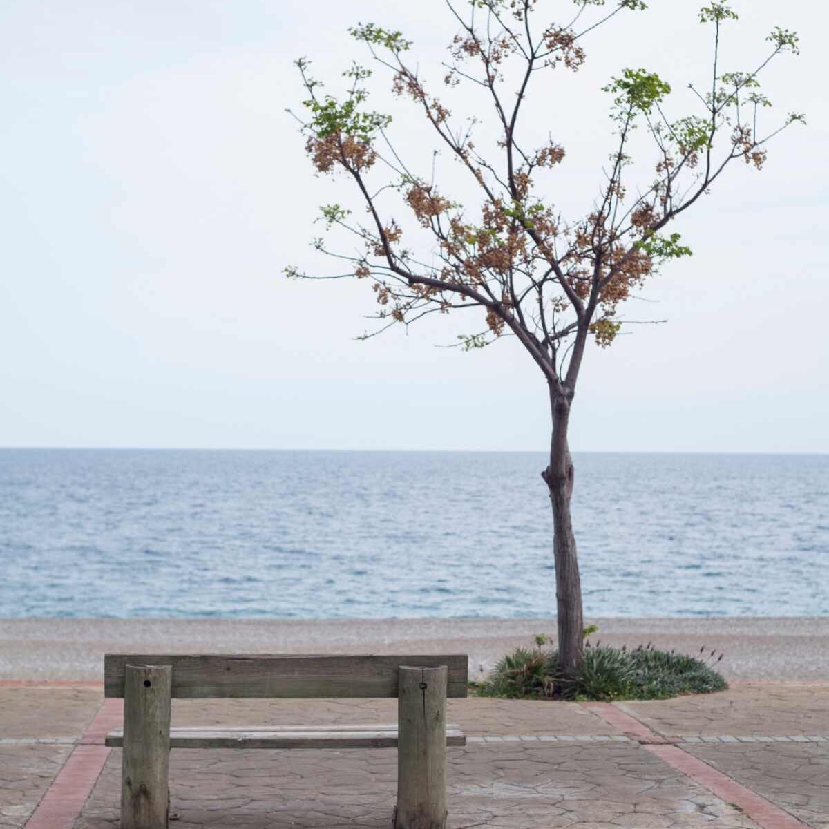 a old chair and tree near lake