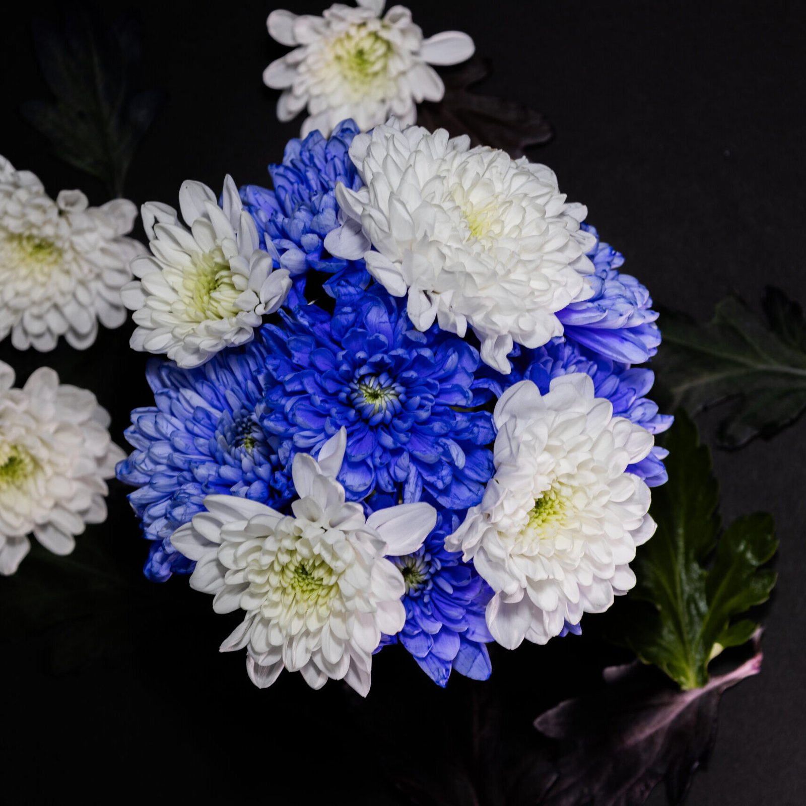 bouquet-blue-white-flowers-vase-black-background-with-white-flowers-background
